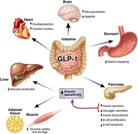 Glp 1 - Glucagon-like peptide 1 (GLP-1) is a gastrointestinal peptide that is released in response to food intake. GLP-1 plays an important role in glucose homeostasis and augments glucose-induced insulin secretion and inhibits glucagon secretion. However, GLP-1 is also proposed to act as a satiety factor. Consistent with this hypothesis, peripheral ...
